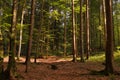 Untouched green forest in Valea Sambetei, Romania Royalty Free Stock Photo