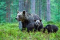 Bear untouched nature of finland scandinavia europe