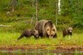 Bear untouched nature of finland scandinavia europe