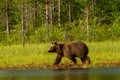 Bear untouched nature of finland scandinavia europe