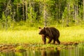 Bear untouched nature of finland scandinavia europe