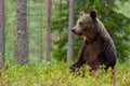 Bear untouched nature of finland scandinavia europe