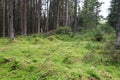 Untouched nature of the northern forest