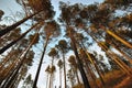 Untouched pine forest Royalty Free Stock Photo