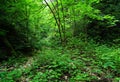 Very lush and dense Hyrcanian forest , Iran