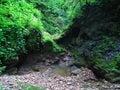 Very lush and dense Hyrcanian forest , Iran