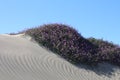 Sand Dunes with flowers in Morro Bay California Royalty Free Stock Photo