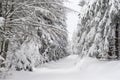 Untouched Snow in Snowy Forest Royalty Free Stock Photo
