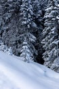 Untouched snow and white pine trees in alpine forest Royalty Free Stock Photo