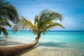 Untouched tropical beach Royalty Free Stock Photo