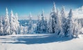 Adorable morning view of Carpathian mountains with fresh snow covered fir trres.