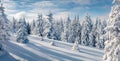 Panoramic morning view of Carpathian mountains with fresh snow covered fir trres.