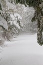 An untraveled road in winter covered in fresh snow Royalty Free Stock Photo