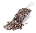 Untreated sunflower seeds