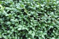 Untrimmed boxwood background Royalty Free Stock Photo