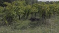 Unusable grapes and stalks disgarded in a vineyard