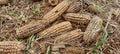 Unused corn is thrown away and left to decay on the ground.