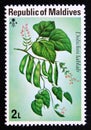 Unused post stamp Maldives 1976, Bonavist beans, Dolichos lablab Royalty Free Stock Photo