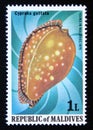 Unused post stamp Maldives 1979, Great Spotted Cowrie, Cypraea guttata