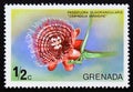 Unused postage stamp Grenada 1975, Giant Granadilla, Passiflora quadrangularis flower