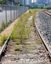 Unused railroad track covered with weeds and curving
