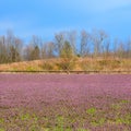 Springtime crop field with purple dead-nettle wildflowers