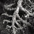 Stems and roots of a dried and dead plant