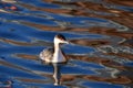 Unusual adult Horned Grebe duck with fall plumage Royalty Free Stock Photo