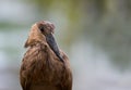 Unusual African Hammerkop Royalty Free Stock Photo