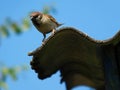 Unusual angle for shooting a sparrow .