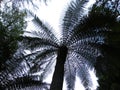 Palm tree unusual angle