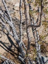 Unusual bark of the Creosote plant