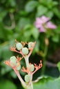 Unusual, beautiful bulbous green and red flowering plant in a Thai garden.