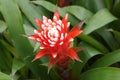 Unusual, beautiful and long blooming flower guzmania hope Royalty Free Stock Photo
