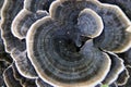 Unusual beautiful and rare decorative mushroom background