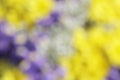 Unusual Beautiful tender colorful flowers blurred background Royalty Free Stock Photo