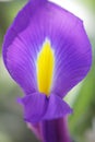 Unusual Beautiful tender iris flower background Royalty Free Stock Photo