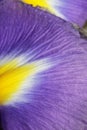 Unusual Beautiful tender iris flowers background