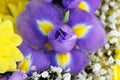 Unusual Beautiful tender iris and yellow flowers background Royalty Free Stock Photo