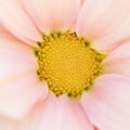 Unusual Beautiful tender pink flower background Royalty Free Stock Photo
