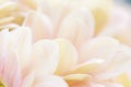 Unusual Beautiful tender white and pink flowers background