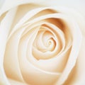 Unusual Beautiful tender white rose background