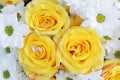 Unusual Beautiful tender white and yellow flowers background Royalty Free Stock Photo