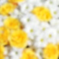 Unusual Beautiful tender white and yellow flowers blurred background Royalty Free Stock Photo