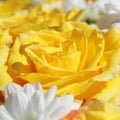 Unusual Beautiful white and yellow flowers background