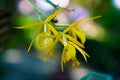 Unusual beautiful yellow orchid flowers close-up.