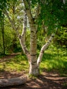 Unusual Birch tree in a public park Boise Idaho Royalty Free Stock Photo