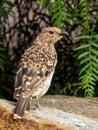 Spotted Bowerbird in New South Wales Australia Royalty Free Stock Photo