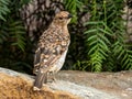 Spotted Bowerbird in New South Wales Australia Royalty Free Stock Photo