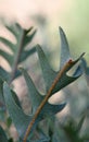Unusual blue green fern-like ornamental leaves of the Australian native Southern Blechnum Banksia